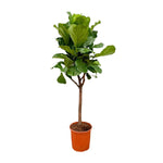Load image into Gallery viewer, Ficus Lyrata boom - Ø30cm - ↕180cm
