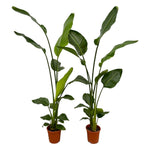 Load image into Gallery viewer, 2x Strelitzia Nicolai - 130 cm - Ø17
