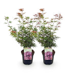 Load image into Gallery viewer, Set van 2 Japanse Esdoorn - Acer palmatum Jerre Swarts - Donker Rood

