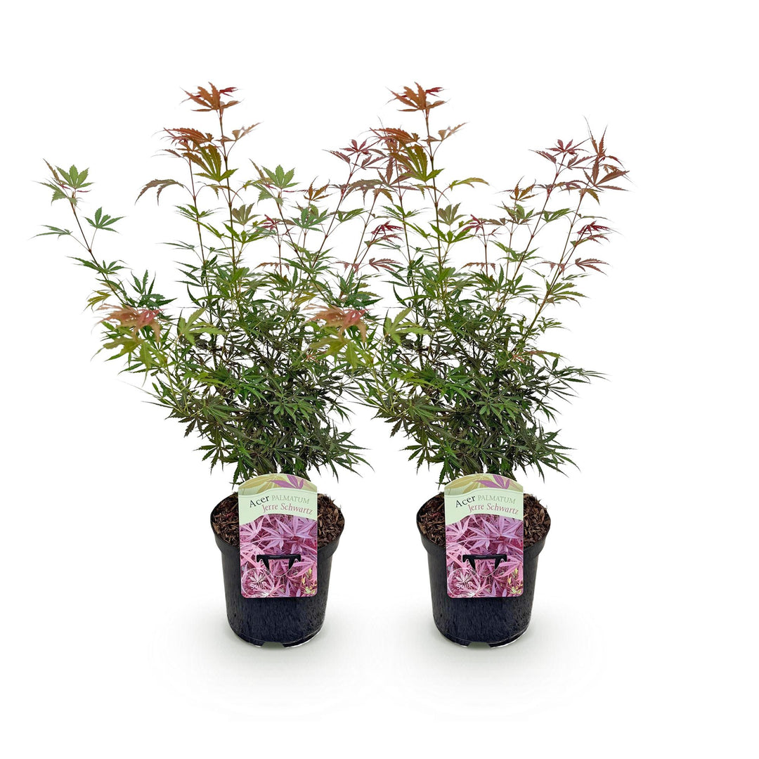 Set van 2 Japanse Esdoorn - Acer palmatum Jerre Swarts - Donker Rood