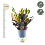 Load image into Gallery viewer, Codiaeum variegatum &#39;Mammi&#39; - 30 cm - ø12
