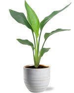 Load image into Gallery viewer, Strelitzia Reginea - Ø12cm - ↕40cm incl. Beau Pot D14x13cm - Wit
