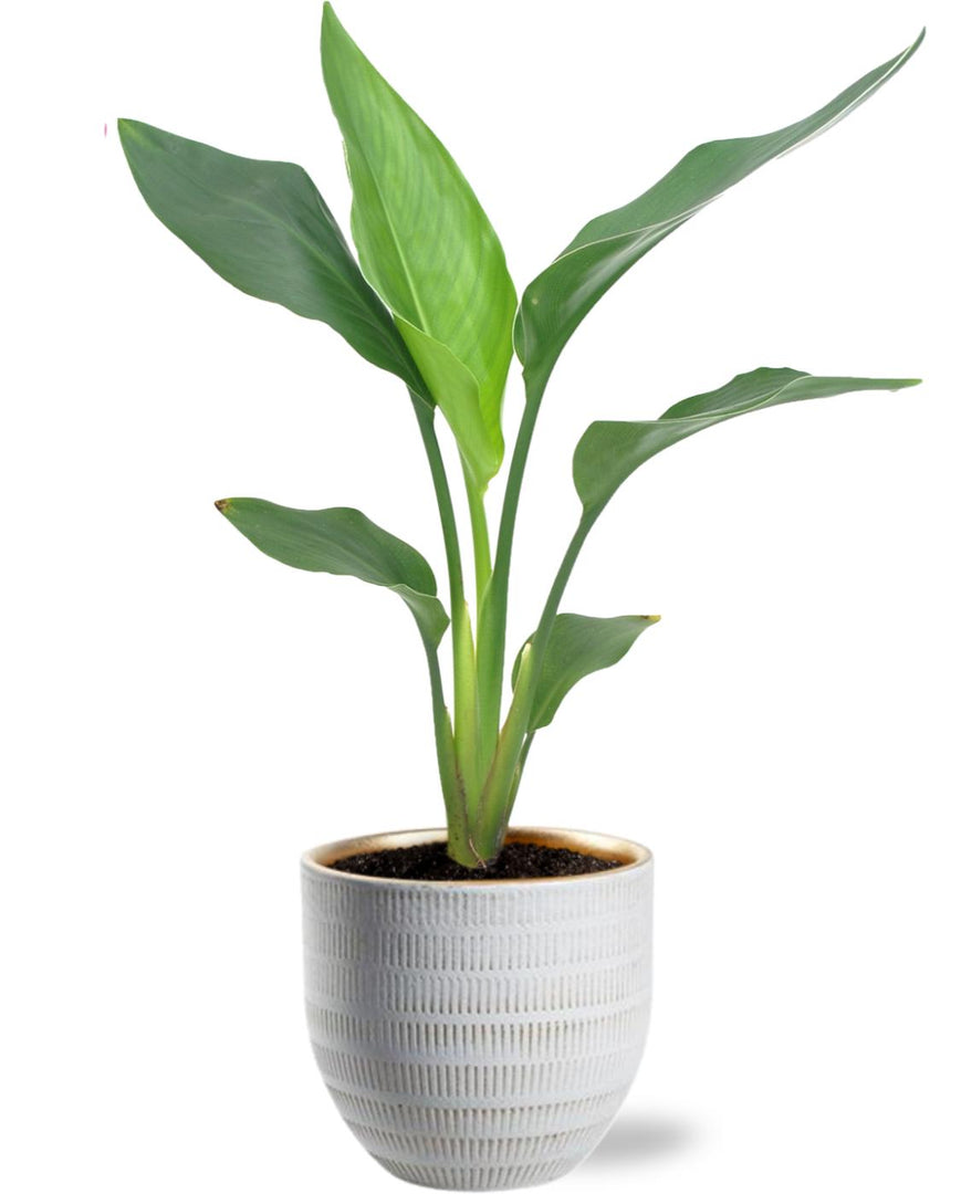Strelitzia Reginea - Ø12cm - ↕40cm incl. Beau Pot D14x13cm - Wit