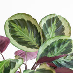 Load image into Gallery viewer, Calathea Medaillon met Lissabon mand wit - 65cm - Ø19
