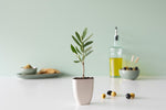 Load image into Gallery viewer, Mini Olijfboom in brievenbusdoosje met info boekje
