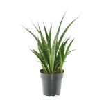 Load image into Gallery viewer, 3x Sansevieria Kirkii - 38 cm - ø12
