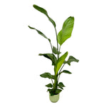 Load image into Gallery viewer, Strelitzia Nicolai inclusief elho Vibes Fold Round groen - 130 cm - Ø18

