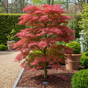 Set van 2 Japanse Esdoorn - Acer palmatum Beni Maiko - Rood