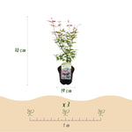 Load image into Gallery viewer, Set van 2 Japanse Esdoorn - Acer palmatum Phoenix - Roze

