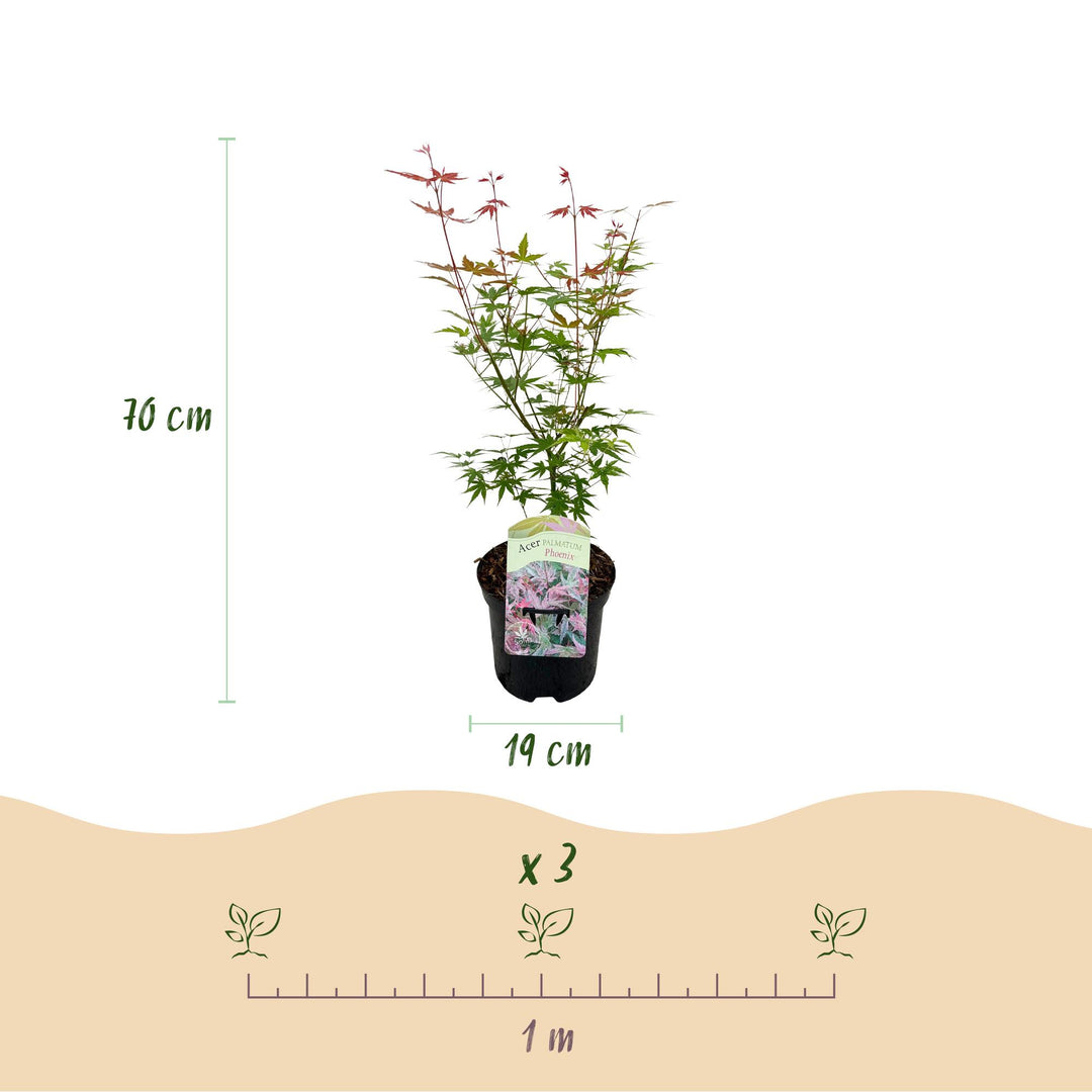 Set van 2 Japanse Esdoorn - Acer palmatum Phoenix - Roze