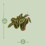 Load image into Gallery viewer, Maranta Fascinator - Ø12cm - ↕20cm
