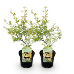 Load image into Gallery viewer, Set van 2 Japanse Esdoorn - Acer palmatum Methamorphosa - Groen
