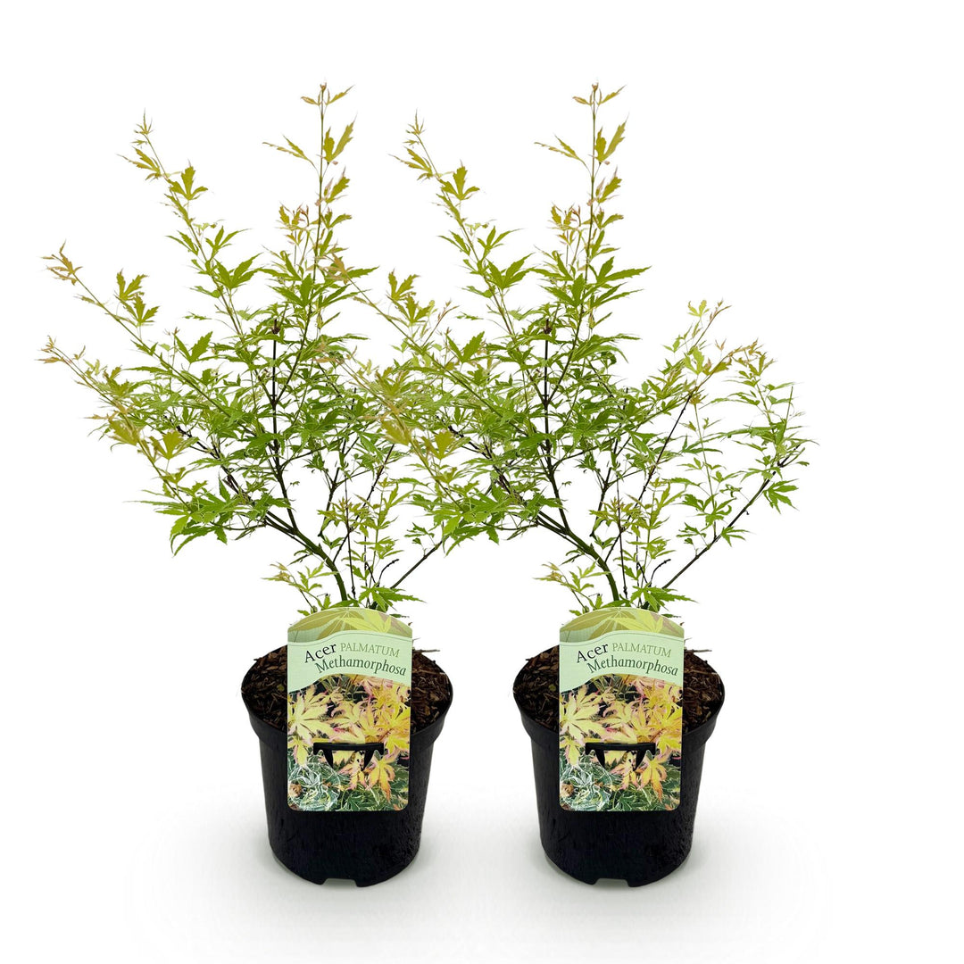 Set van 2 Japanse Esdoorn - Acer palmatum Methamorphosa - Groen