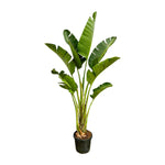 Load image into Gallery viewer, Strelitzia Augusta - 250cm - ⌀45
