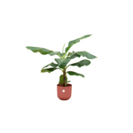 Load image into Gallery viewer, Bananenplant (Musa) inclusief elho Jazz Round lila Ø23 - 100 cm
