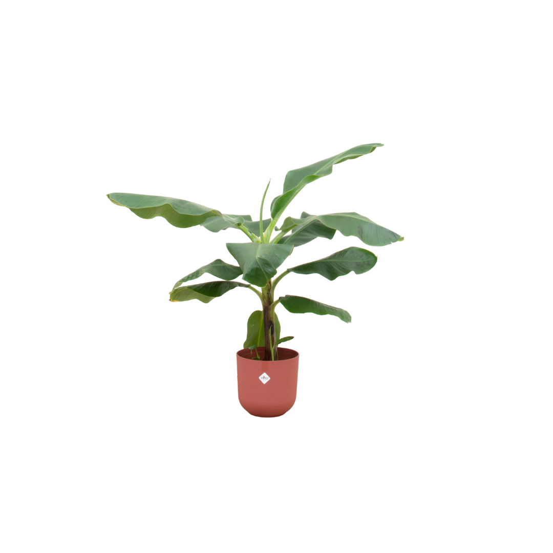 Bananenplant (Musa) inclusief elho Jazz Round lila Ø23 - 100 cm