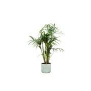 Kentia palm inclusief elho Ocean Round pacifisch groen Ø22 - 130 cm
