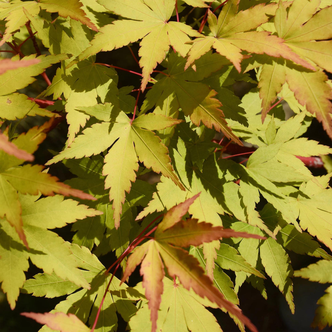 Set van 2 Japanse Esdoorn - Acer palmatum Summergold - Geel