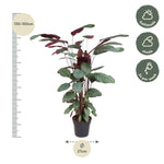 Load image into Gallery viewer, Calathea Oppenheimiana - 130 cm - ø27
