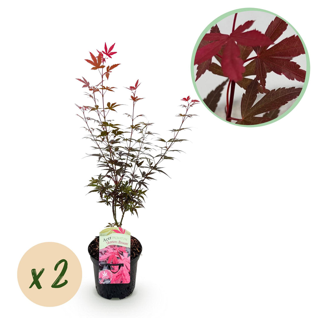 Set van 2 Japanse Esdoorn - Acer palmatum Skeetsers Broom - Paars