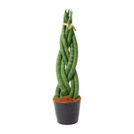 Load image into Gallery viewer, Sansevieria cylindrica &#39;Twist&#39; - 40 cm - ø10,5
