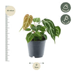 Load image into Gallery viewer, Anthurium Chrystallium - 35 cm - ø12
