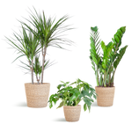 Load image into Gallery viewer, Schaduw Plantenbox - medium - met mand Sofia
