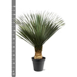 Load image into Gallery viewer, Yucca Rostrata - 130 - 150 cm - Ø50
