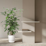 Load image into Gallery viewer, Caryota Mitis - 140 cm - ø27
