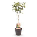 Load image into Gallery viewer, Malus Domestica Jonagold - Appelboom - Ø21cm - ↕90cm

