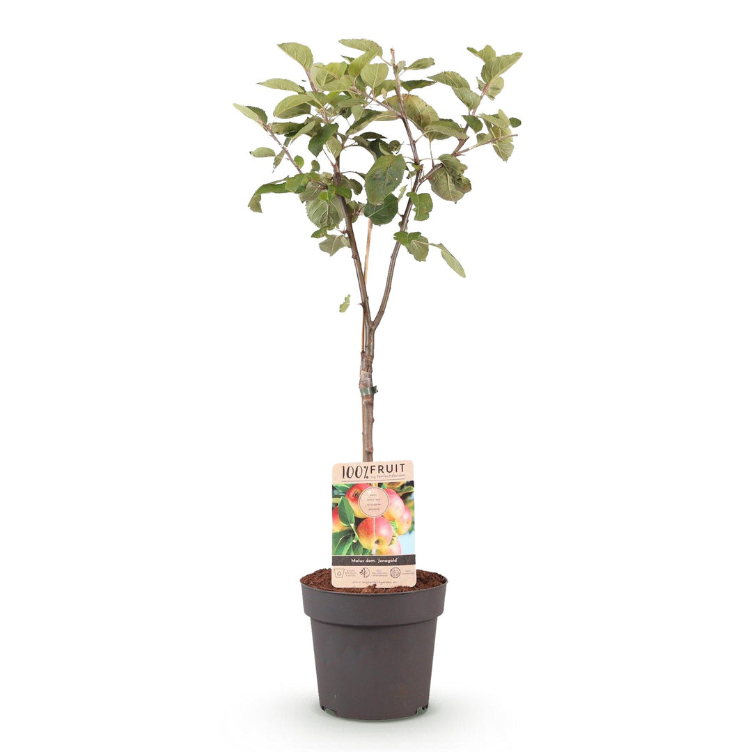Malus Domestica Jonagold - Appelboom - Ø21cm - ↕90cm