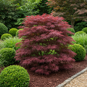 Set van 2 Japanse Esdoorn - Acer palmatum Sumi-nagashi - Rood