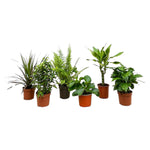 Load image into Gallery viewer, Verrassingsbox - 6 planten - 20-40 cm - Ø12
