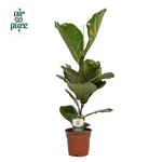 Load image into Gallery viewer, Ficus Lyrata - Ø17cm - ↕60cm
