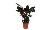 Load image into Gallery viewer, Calathea Warscewiczii - 100 cm - Ø21cm

