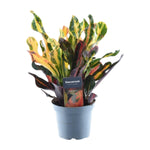 Load image into Gallery viewer, Codiaeum variegatum &#39;Mammi&#39; - 30 cm - ø12
