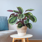 Load image into Gallery viewer, Calathea Medaillon met Lissabon mand wit - 65cm - Ø19
