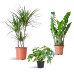 Load image into Gallery viewer, Schaduw Plantenbox - medium - zonder sierpot
