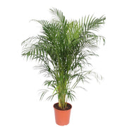 Areca Palm - Ø30cm - ↕150cm