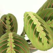 Maranta Fascinator  - 2 stuks - Ø12cm - ↕20cm