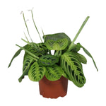 Load image into Gallery viewer, Maranta Leuconeura Fascinator Lemon Lime - Ø12cm - ↕30cm
