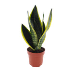 Load image into Gallery viewer, STUDENT DEAL: Frisse Focus Pack – 3 luchtzuiverende planten voor op kot
