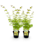 Load image into Gallery viewer, Set van 2 Japanse Esdoorn - Acer palmatum Summergold - Geel
