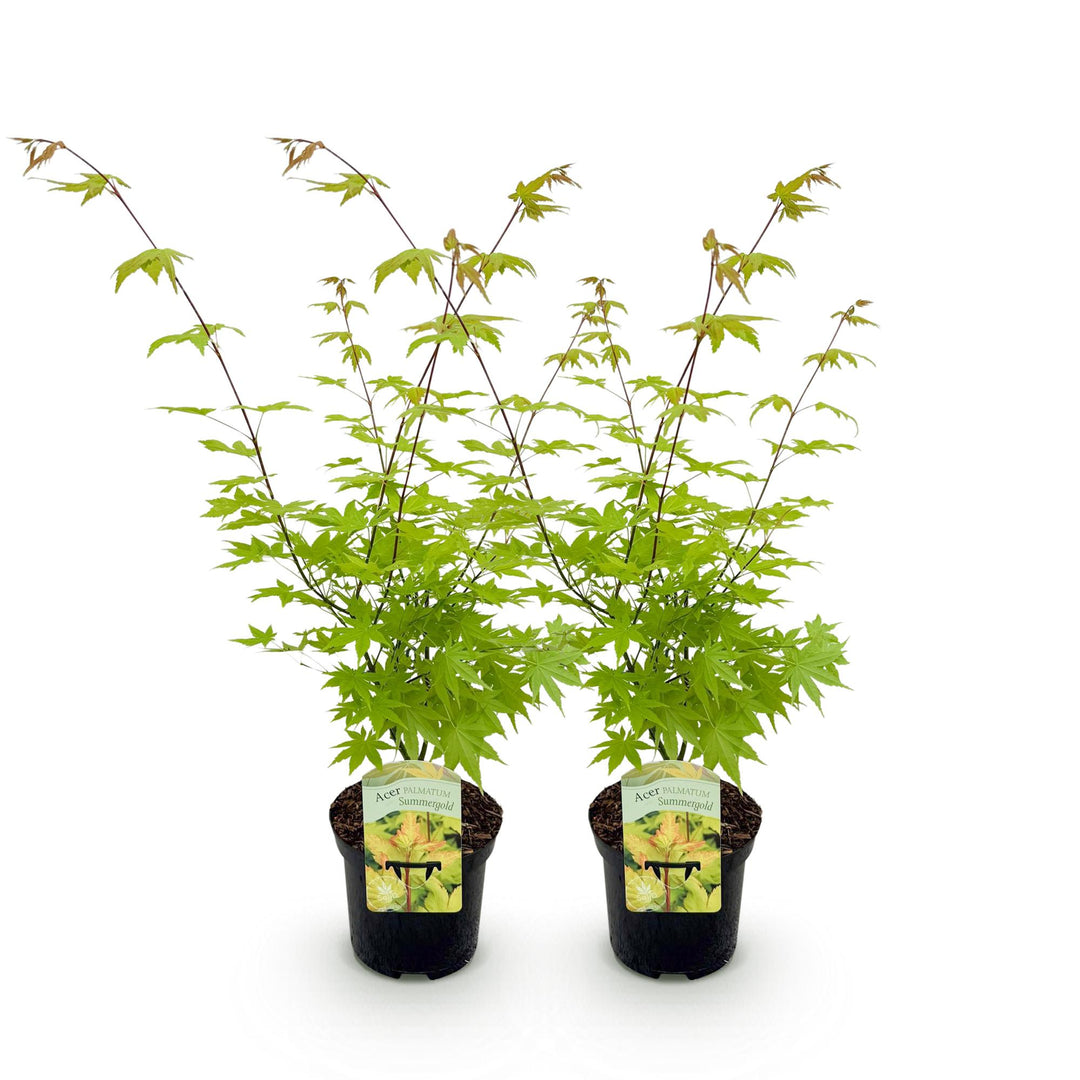 Set van 2 Japanse Esdoorn - Acer palmatum Summergold - Geel