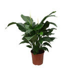 Load image into Gallery viewer, Spathiphyllum Sweet Silvana - Ø24cm - ↕80cm
