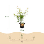 Load image into Gallery viewer, Set van 2 Japanse Esdoorn - Acer palmatum Katsura - Oranje
