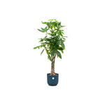 Load image into Gallery viewer, Pachira Aquatica inclusief elho Vibes Fold Round blauw - 160cm - Ø30
