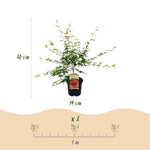 Load image into Gallery viewer, Set van 2 Japanse Esdoorns – Acer palmatum &#39;Pink Dwarf&#39;
