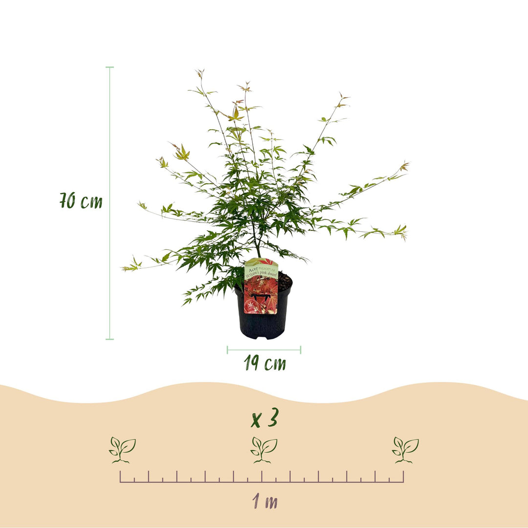 Set van 2 Japanse Esdoorns – Acer palmatum 'Pink Dwarf'