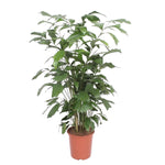 Load image into Gallery viewer, Caryota Mitis - 140 cm - ø27
